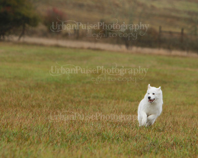 SCA2016_LURE COURSING-7722