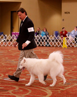 SCA 2019 - DOGS BRED BY