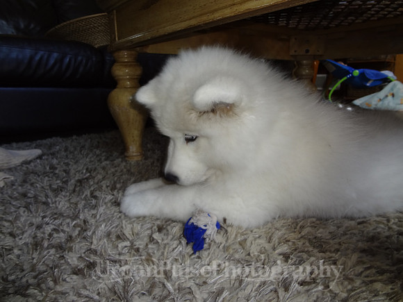 PEPSI-DSC01282