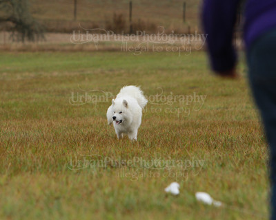 SCA2016_LURE COURSING-7633