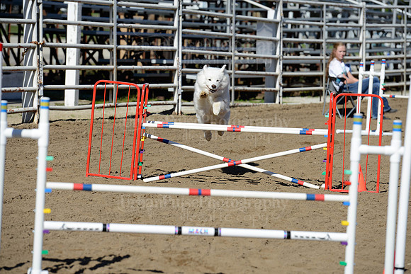 AGILITY-1951
