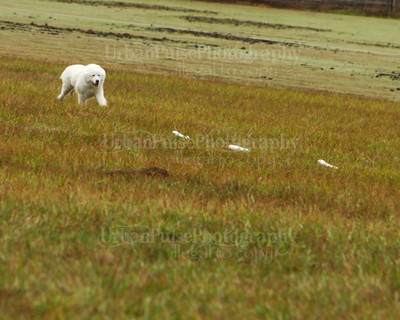 SCA2016_LURE COURSING-7321