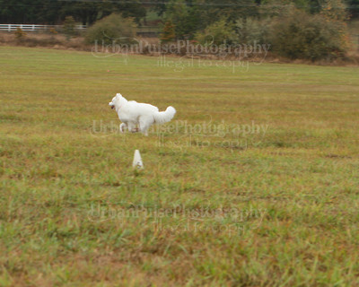 SCA2016_LURE COURSING-7810