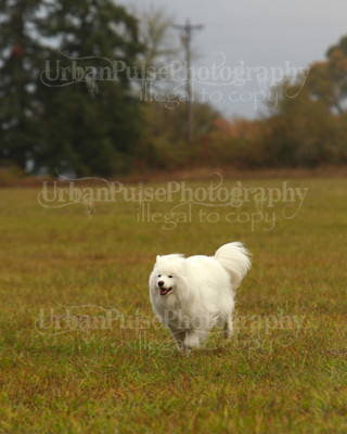 SCA2016_LURE COURSING-7302