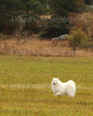 SCA2016_LURE COURSING-7292