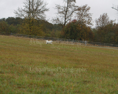 SCA2016_LURE COURSING-7569