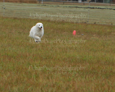 SCA2016_LURE COURSING-7664