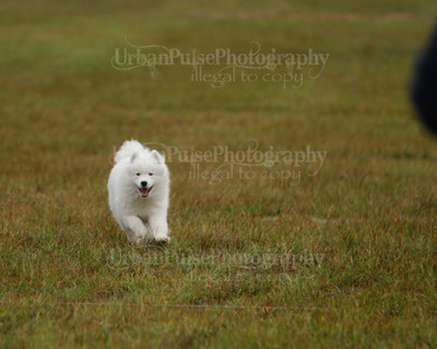 SCA2016_LURE COURSING-7542