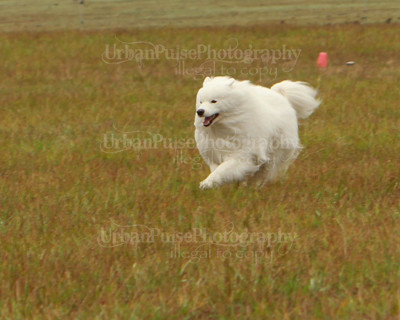 SCA2016_LURE COURSING-7280