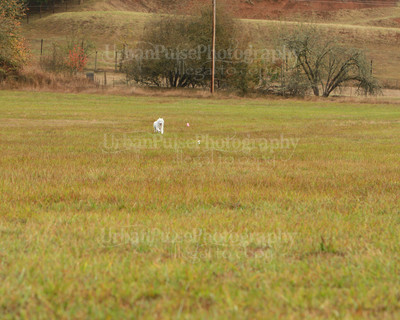 SCA2016_LURE COURSING-7338