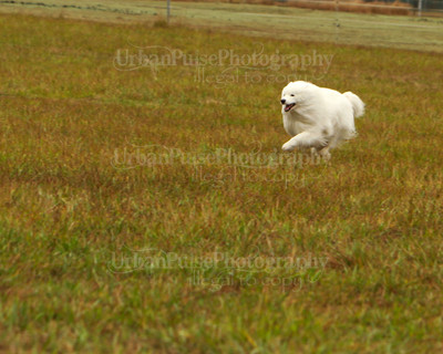 SCA2016_LURE COURSING-7281