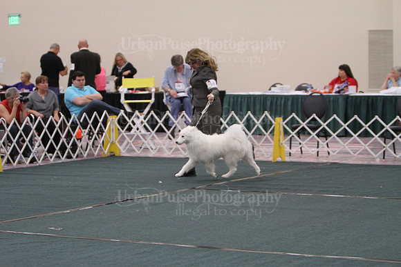 F9-12 Dog-7070
