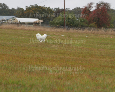 SCA2016_LURE COURSING-7765