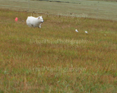 SCA2016_LURE COURSING-7781