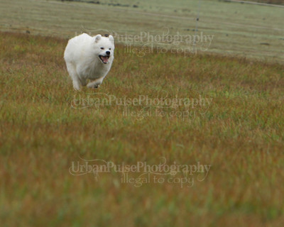 SCA2016_LURE COURSING-7579