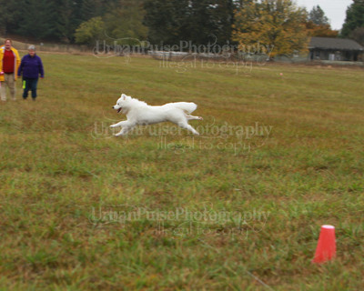 SCA2016_LURE COURSING-7803