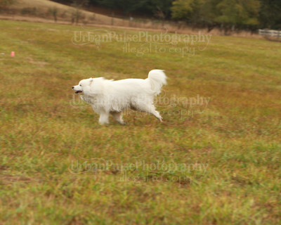 SCA2016_LURE COURSING-7287