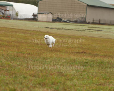 SCA2016_LURE COURSING-7325