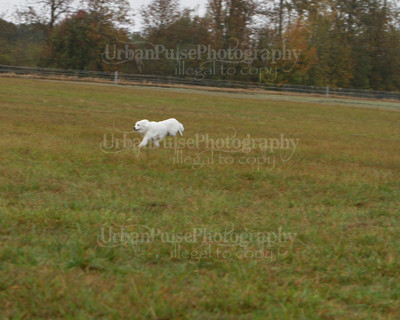 SCA2016_LURE COURSING-7673