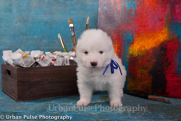 MaterxMayaPups4weeks-8461