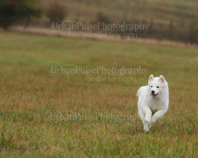 SCA2016_LURE COURSING-7726