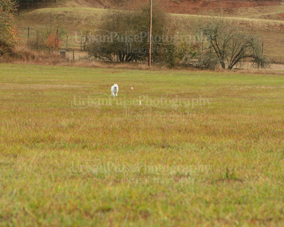 SCA2016_LURE COURSING-7339