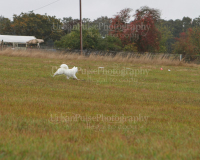 SCA2016_LURE COURSING-7766