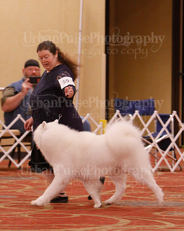 SCA2019 D BRED BY-9643