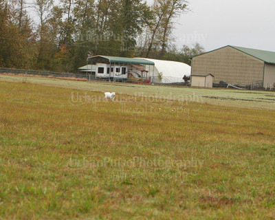 SCA2016_LURE COURSING-7319