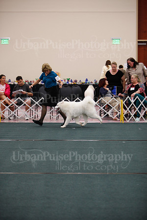 F9-12 Dog-7082