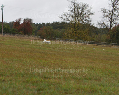 SCA2016_LURE COURSING-7566