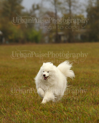 SCA2016_LURE COURSING-7305