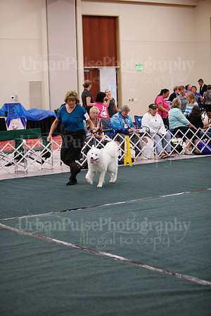 F9-12 Dog-7075-2