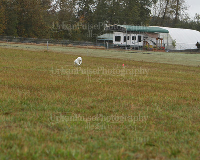 SCA2016_LURE COURSING-7662
