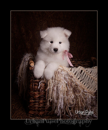 MaterxMayaLitter2 Pink Girl 6 Wks_2061