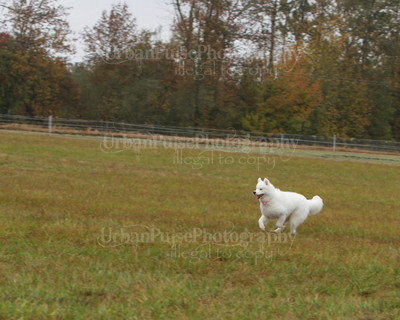 SCA2016_LURE COURSING-7795