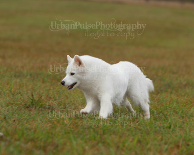 SCA2016_LURE COURSING-7731