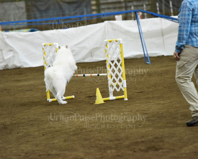 SCA2016_AG MON STD NOVICE-1087