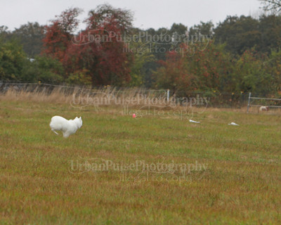 SCA2016_LURE COURSING-7768