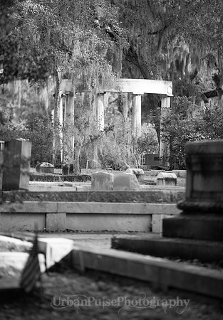 Savannah_9820