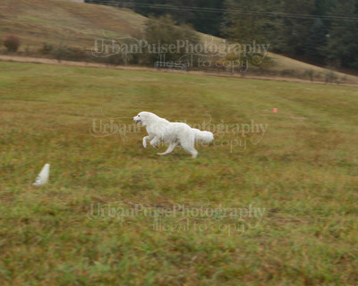 SCA2016_LURE COURSING-7681