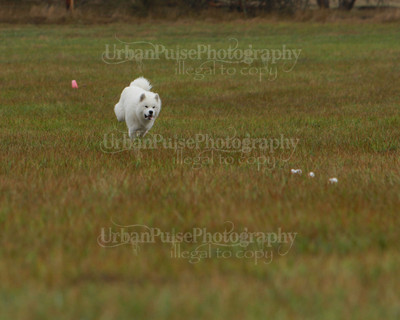 SCA2016_LURE COURSING-7624