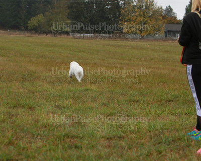 SCA2016_LURE COURSING-7644