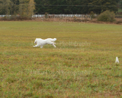 SCA2016_LURE COURSING-7812