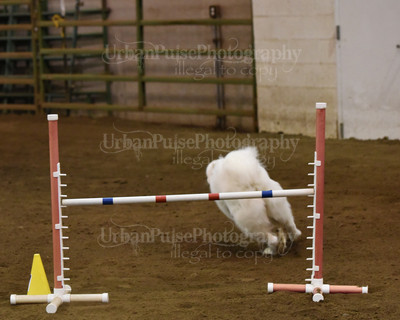 SCA2016_AG MON FAST NOVICE-0105