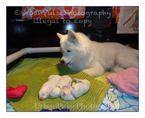 Agate_Akii_Puppies