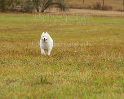 SCA2016_LURE COURSING-7355