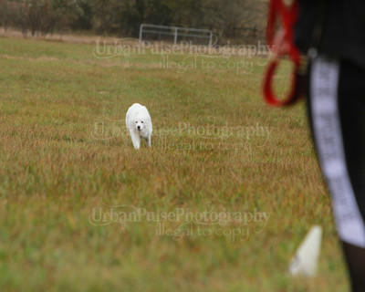 SCA2016_LURE COURSING-7717