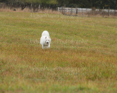 SCA2016_LURE COURSING-7741
