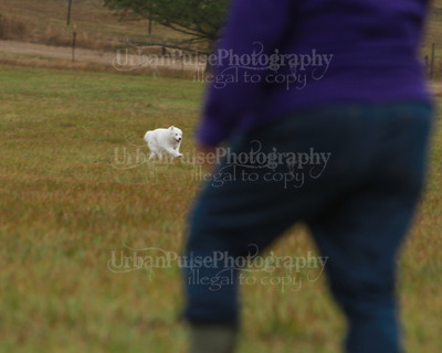 SCA2016_LURE COURSING-7708